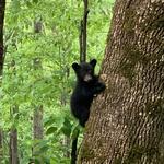 Great Smoky Mountains National Park