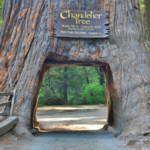 Drive Thru Tree Road