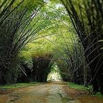 Jardín Botánico Lancetilla
