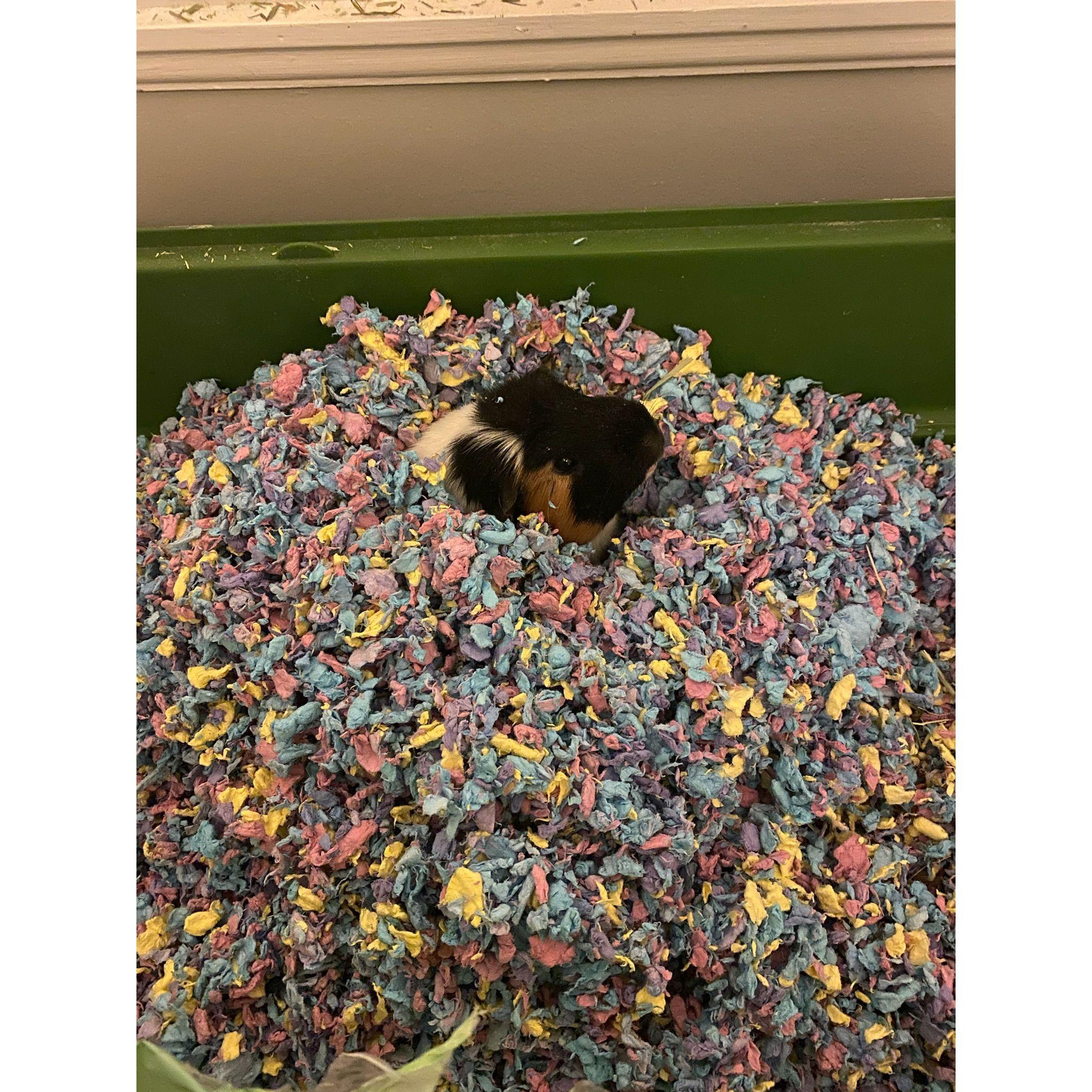 Our lovable first pet, Nibbler