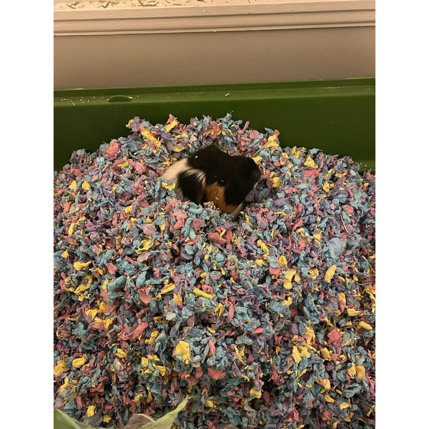 Our lovable first pet, Nibbler