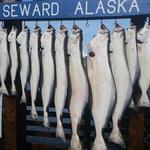Fishing! Charter a Boat in Seward