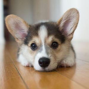 Next Corgi Fund!