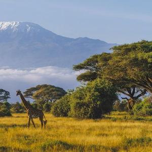 Honeymoon fund to Africa