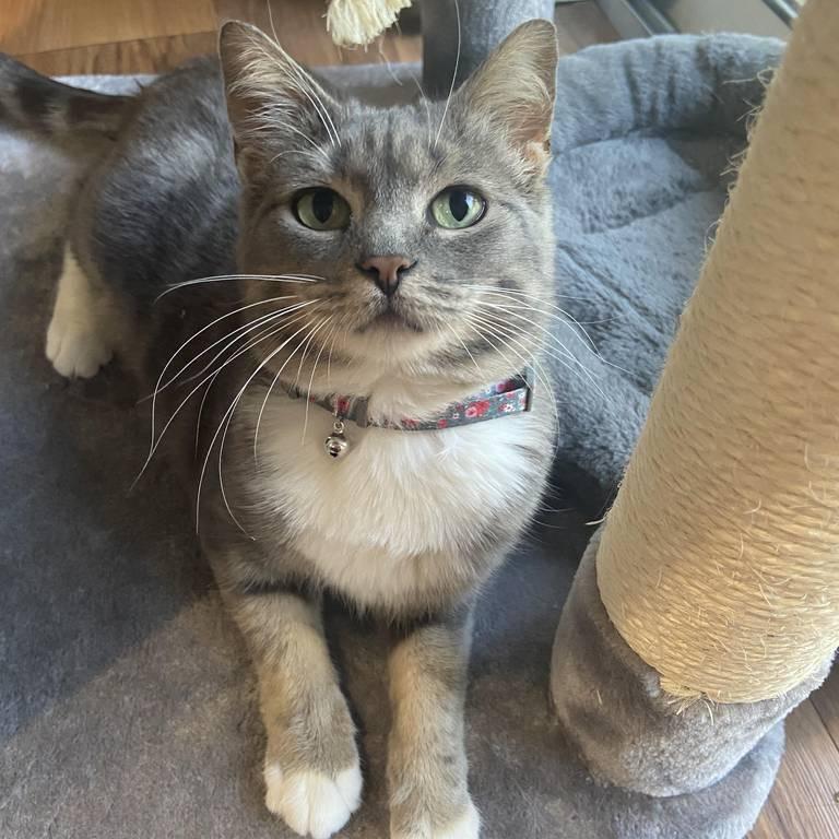 Calypso! We adopted her in 2021