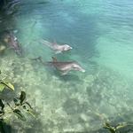 Dolphin Cove Ocho Rios