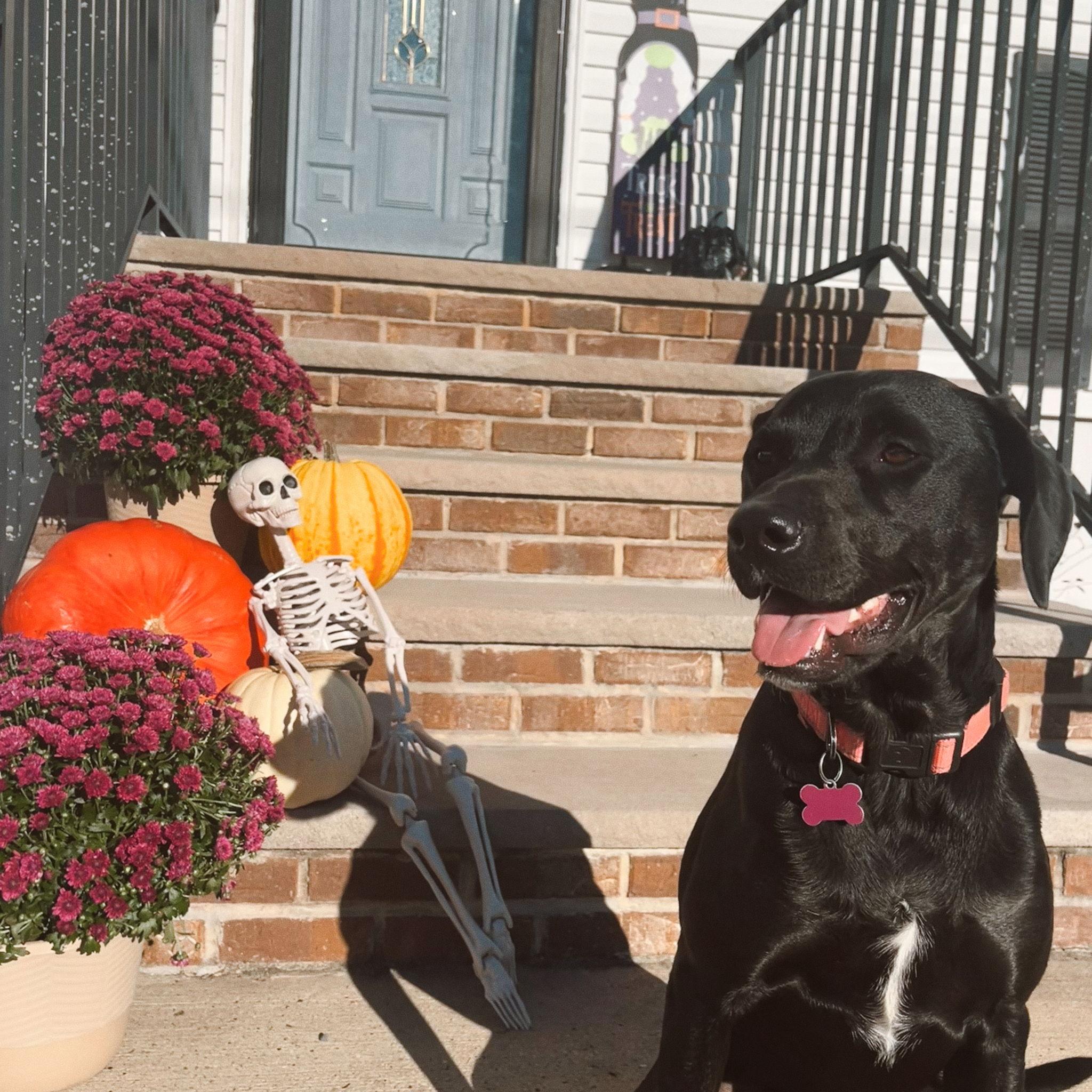 First Halloween in our new home with Daisy.