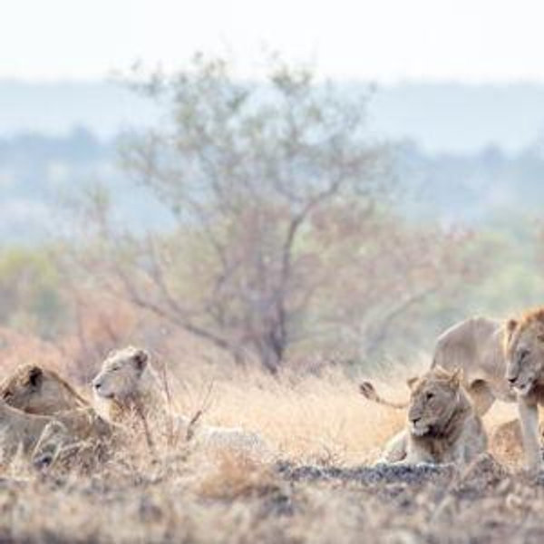 Safari Honeymoon