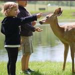 Fawn-Doe-Rosa