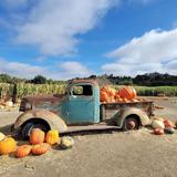 Solvang Farmer Pumpkin Patch