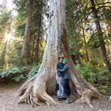 Hoh Rain Forest