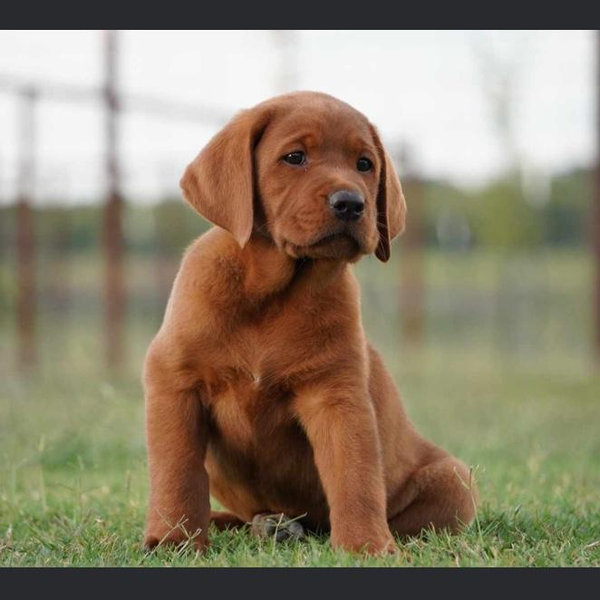 Our Red Lab Fund