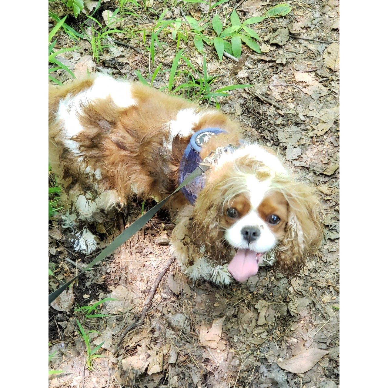 When Jon first visited Haley's North hometown, she thought it would be nice for them to take Obi for a hike. Obi proceeded to roll thoroughly in the mud ... Great first impression, buddy!
