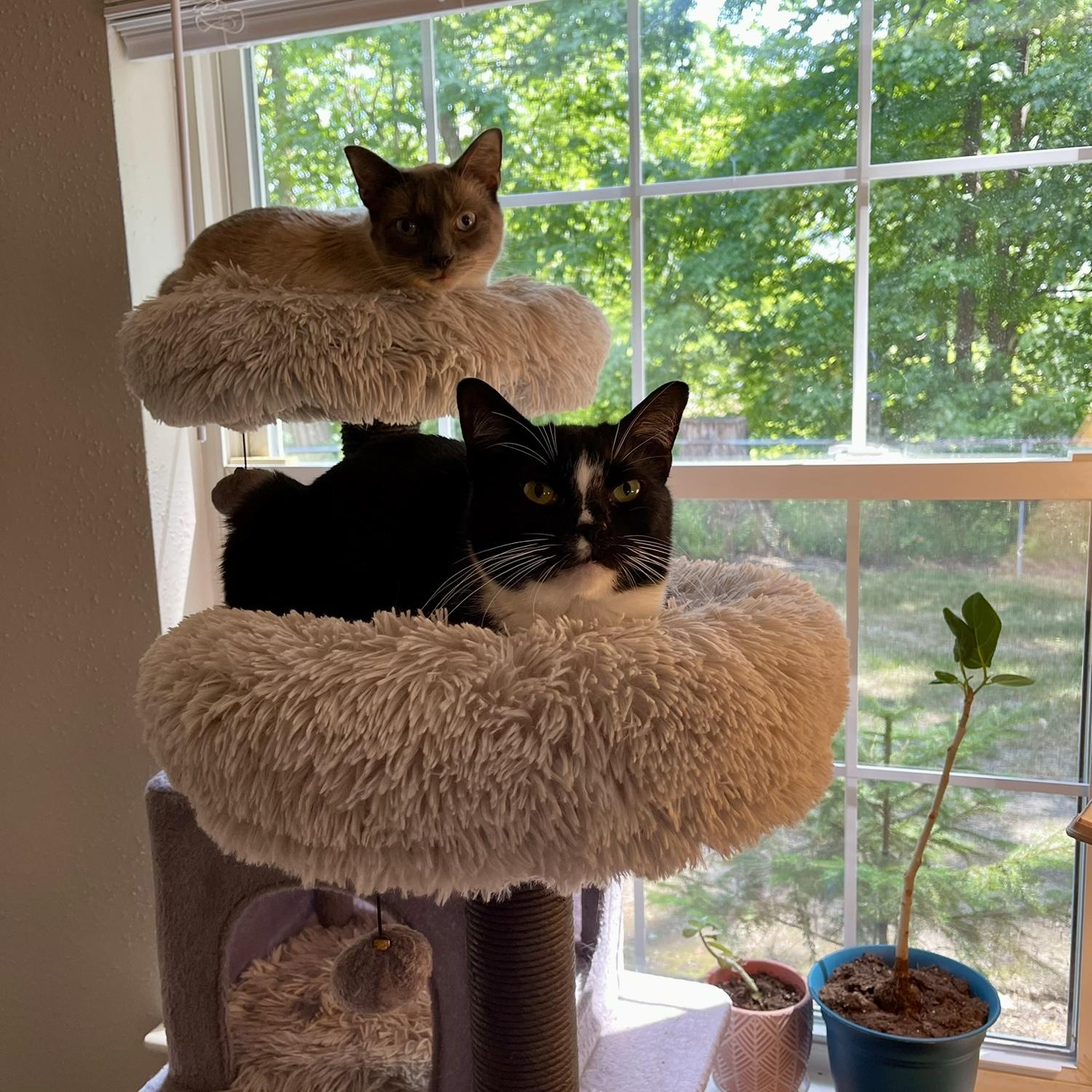 Our cats, Storm (black & white) and Cloud (white & grey) are excited to finally have a dad.