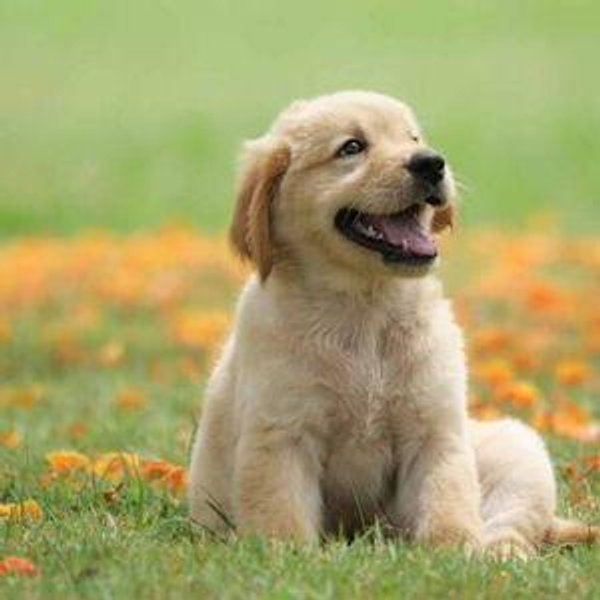 New fence + puppy fund