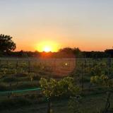 Cassaro Winery