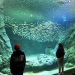 St. Louis Aquarium at Union Station
