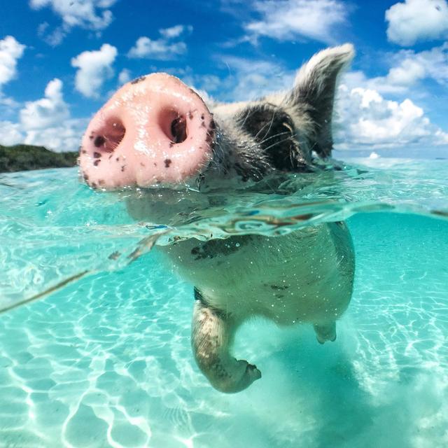 Swimming Pigs Tour