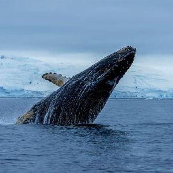 Whale Watching And Lighthouse Adventure