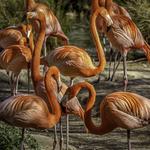See the Animals at Sacramento Zoo