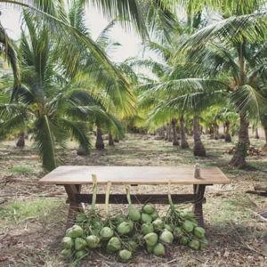 Coconut Tree Farm Tour