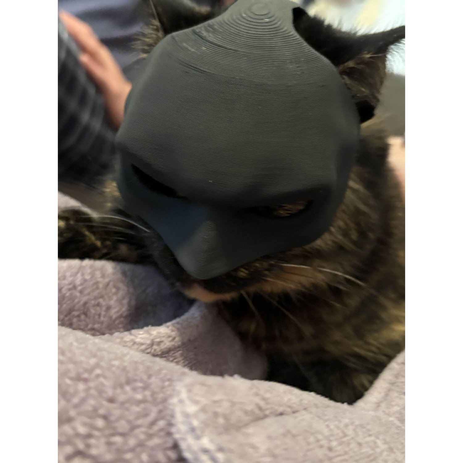 Pissed off Batcat