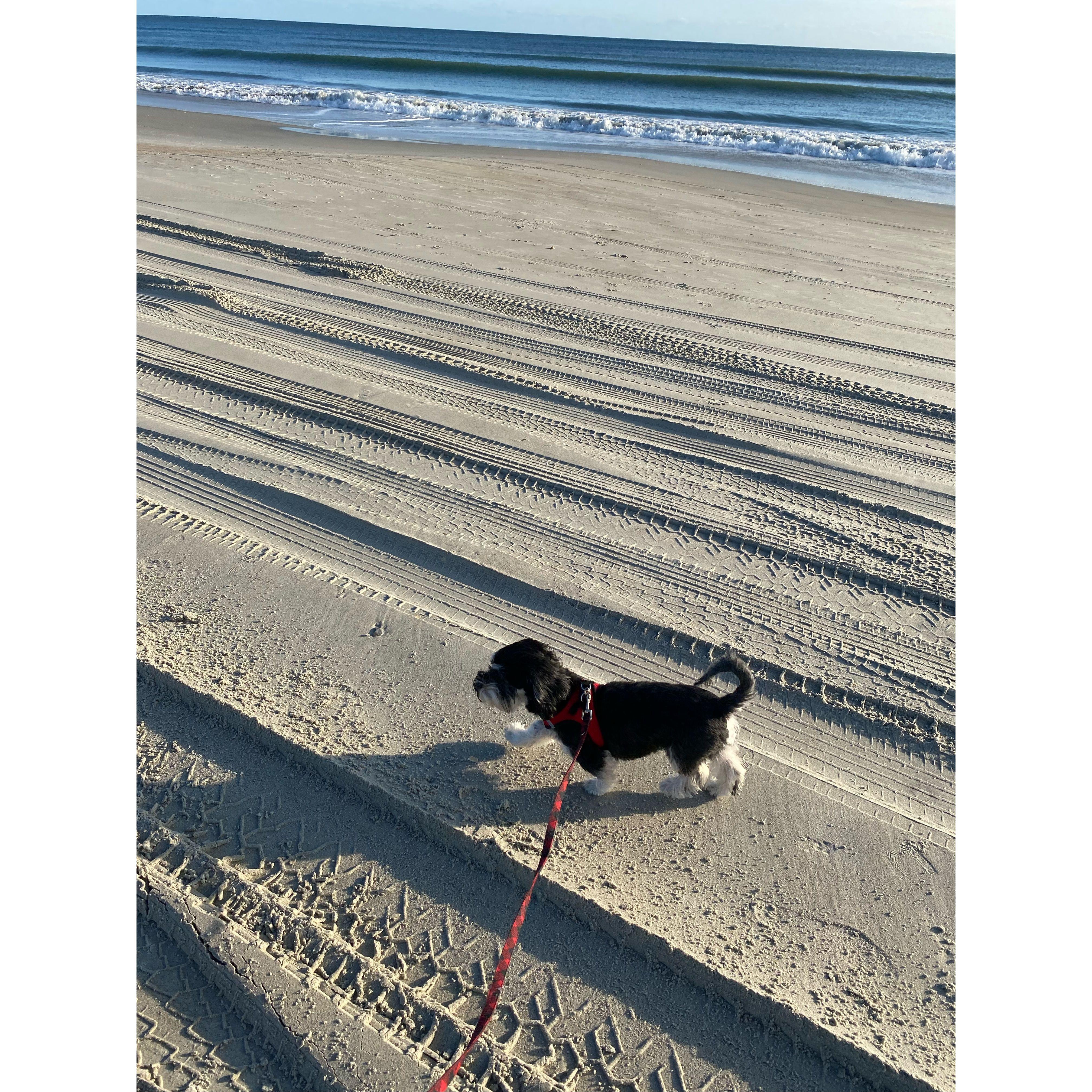 2021
Louis adapted to beach life well after moving from Indiana.