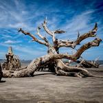Driftwood Beach