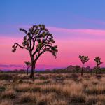 Joshua Tree National Park