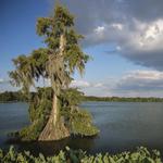 LSU Lakes