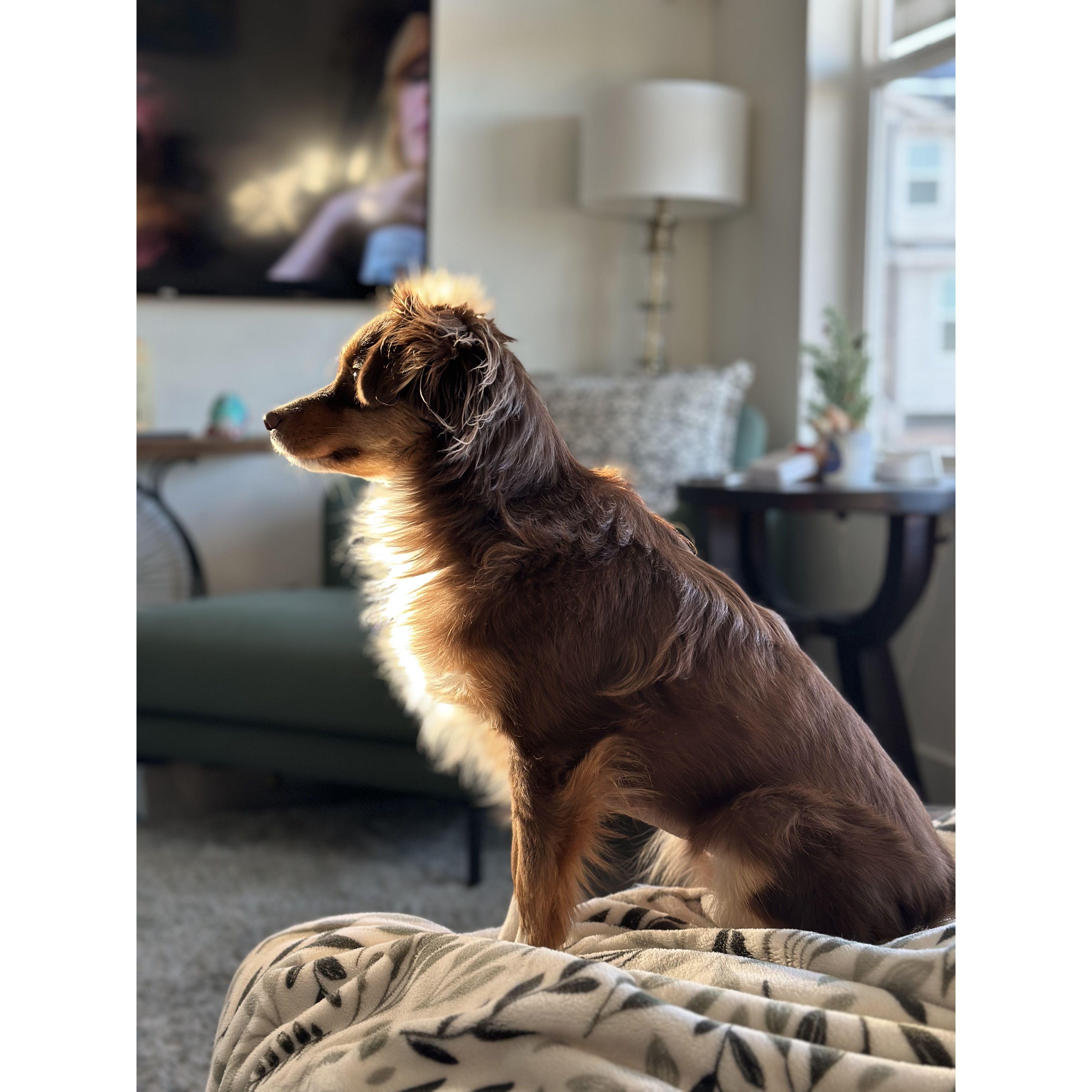Roux being majestic