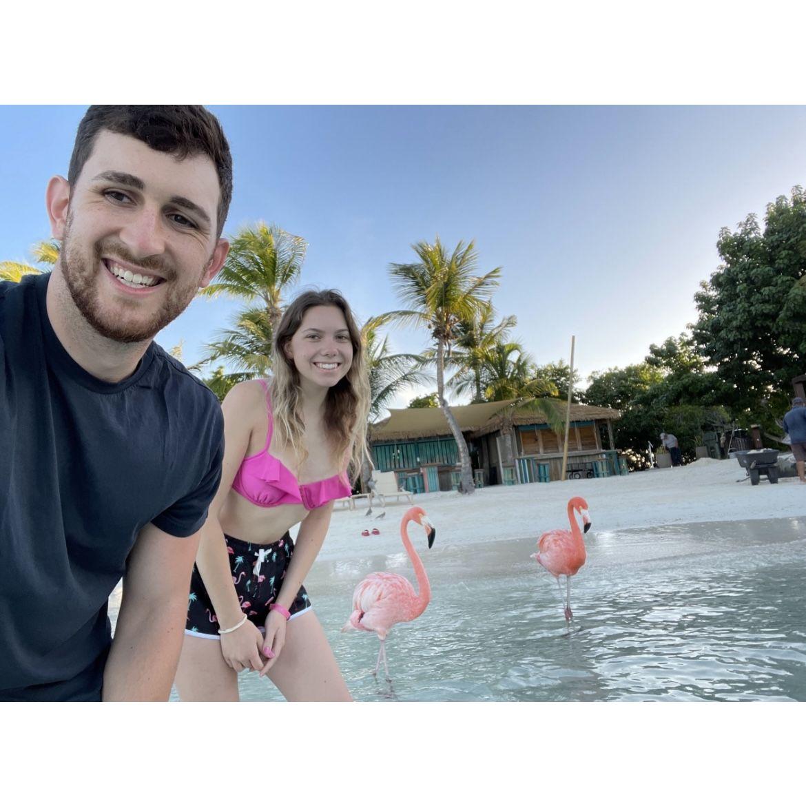 Flamingos in Aruba