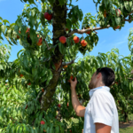 Chiles Peach Orchard and Farm Market
