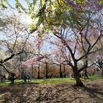 Brooklyn Botanic Garden