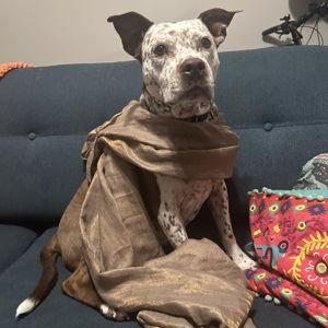 Honey's Dog Sitter