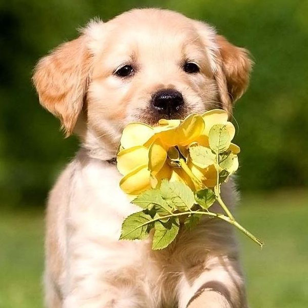 dog fund