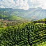 Tea Gardens and Misty hills