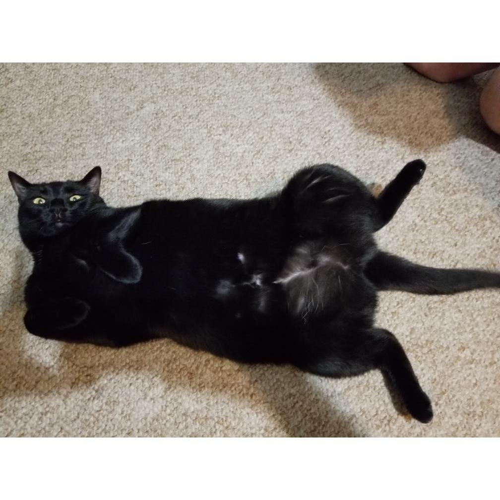 how she lures with the belly trap