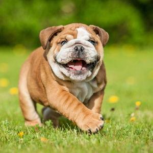 Puppy Fund