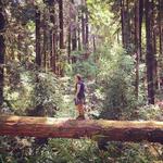 Henry Cowell Redwoods State Park