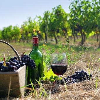 Greek Vineyard Tour