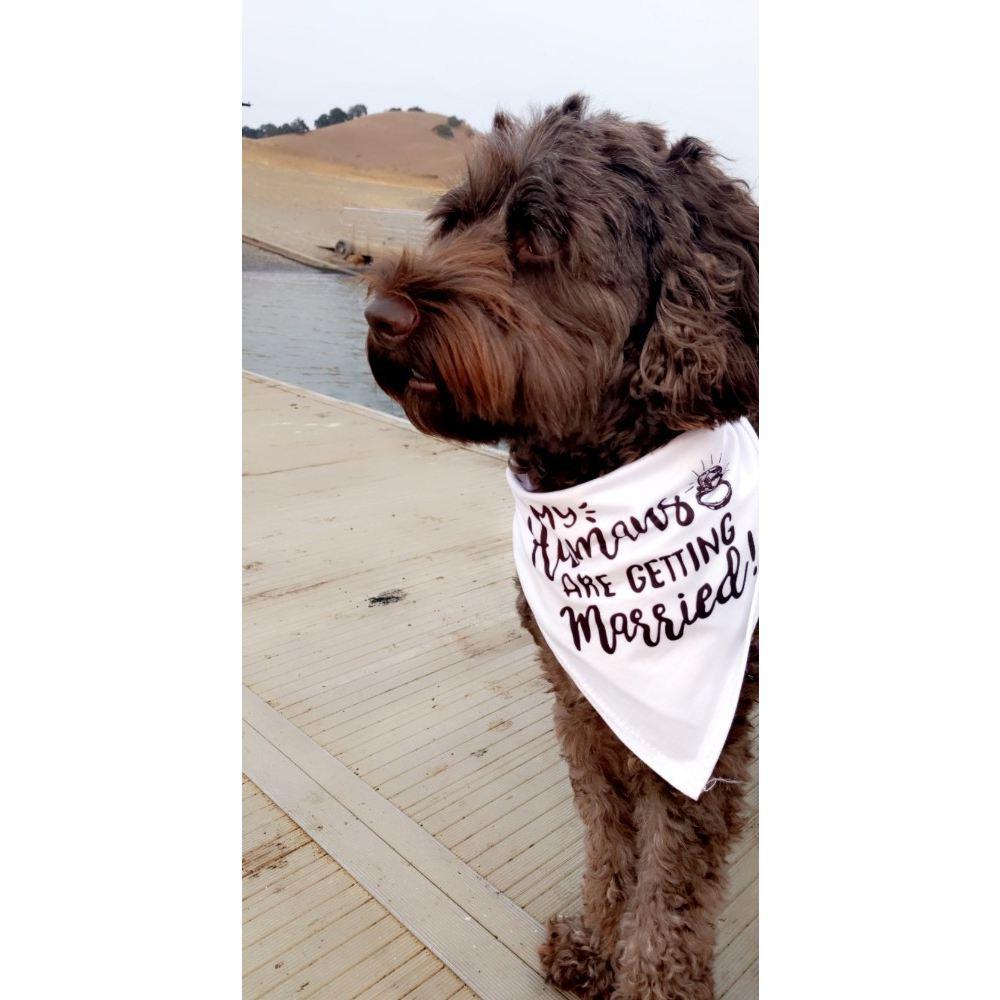 Remy at the Engagement! Looking for Ducks!