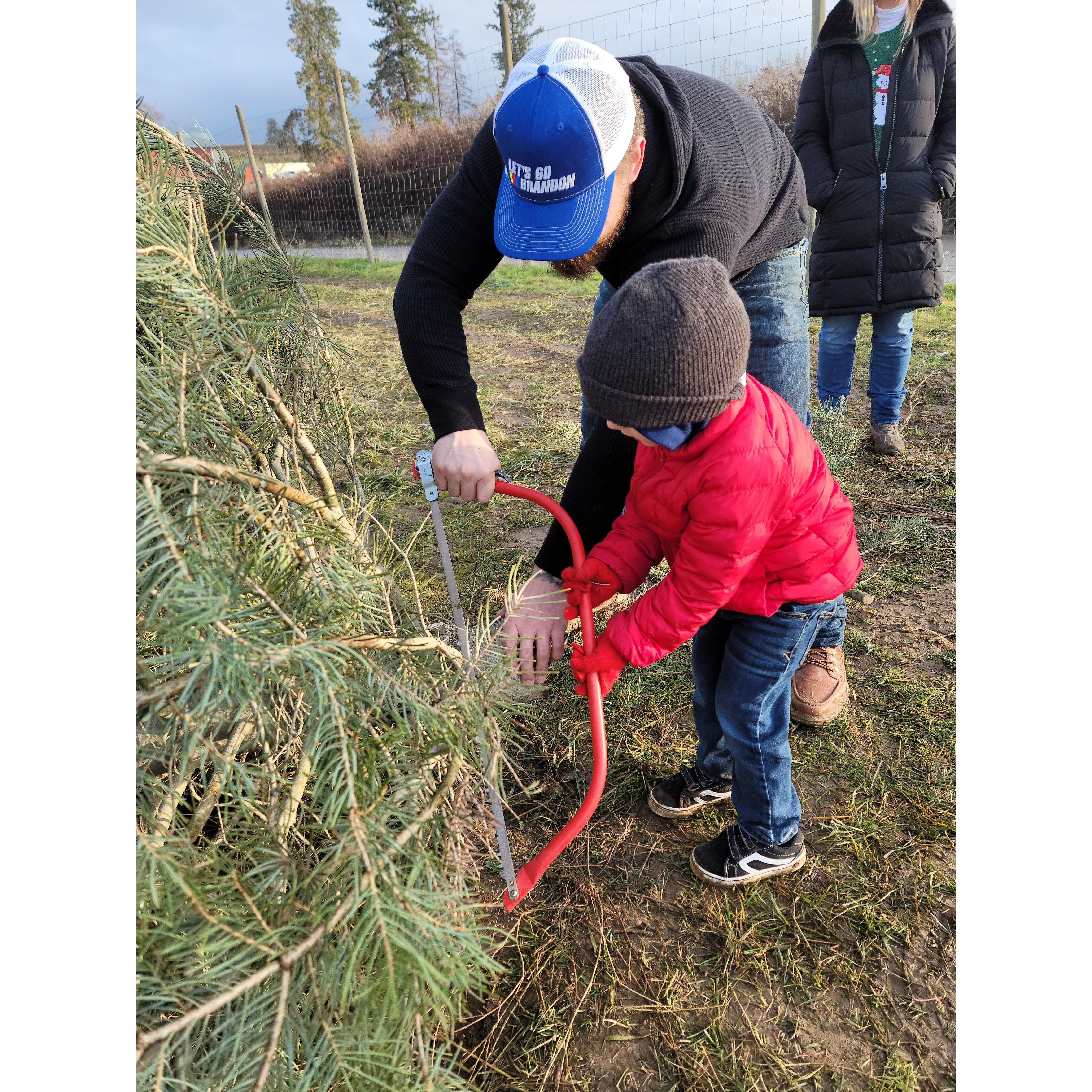 Little man helping cut down our first christmas tree