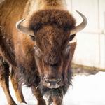 Yellowstone Wildlife Sanctuary