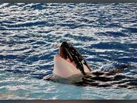 SeaWorld San Antonio