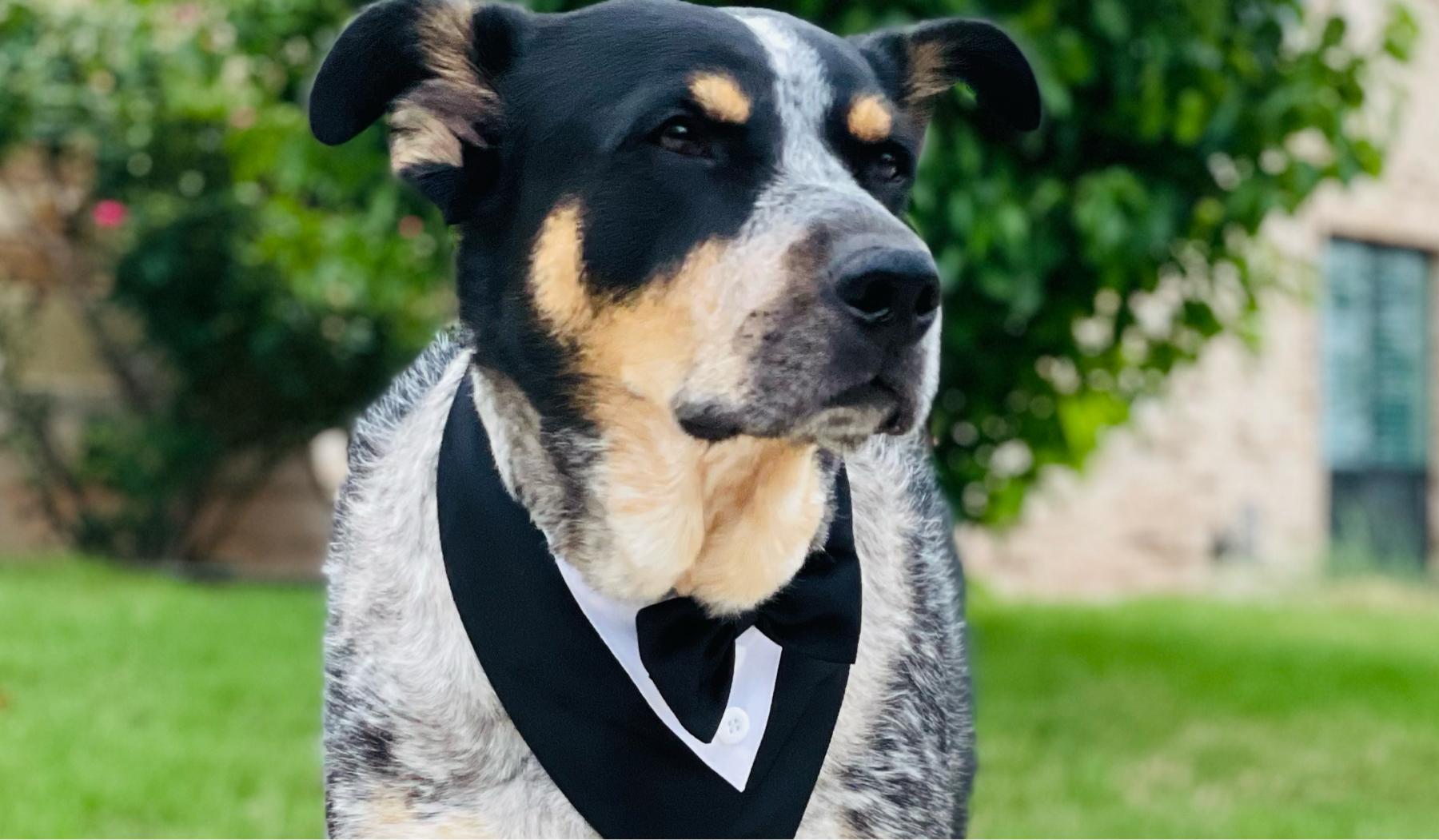 The Wedding Website of Jasmin Salas and Conn Owens