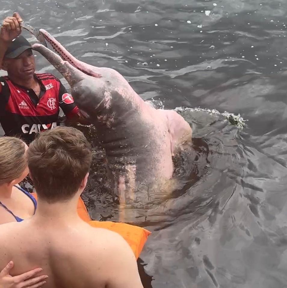 Pink River Dolphins - Amazon Rainforest, Manaus, Brazil (January 2025)
