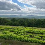 Stony Mountain Vineyards