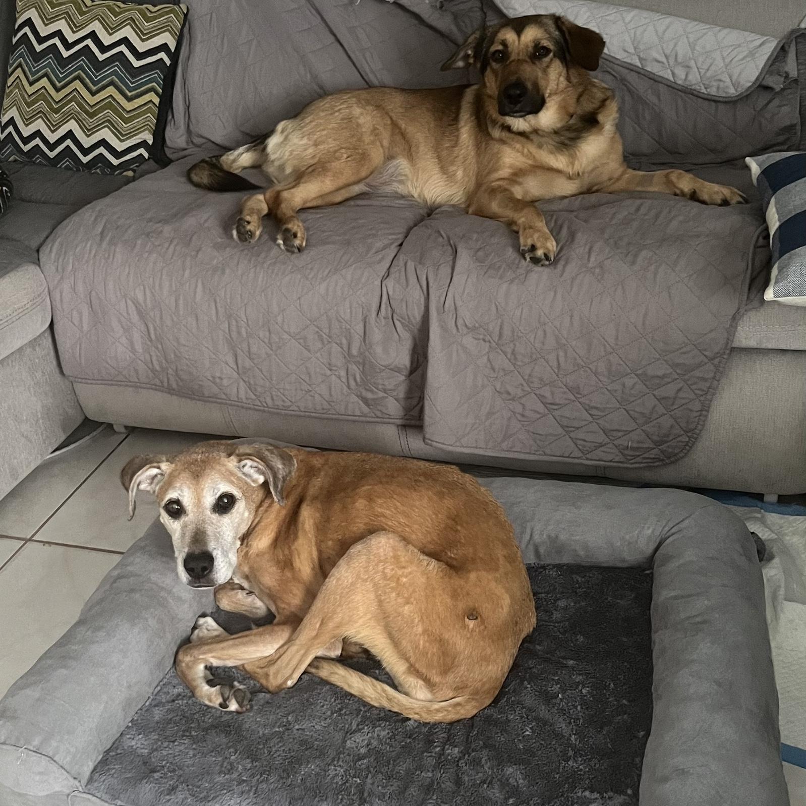 March 2022 - We extended our family and adopted Shaw! Princess and Shaw hanging out.