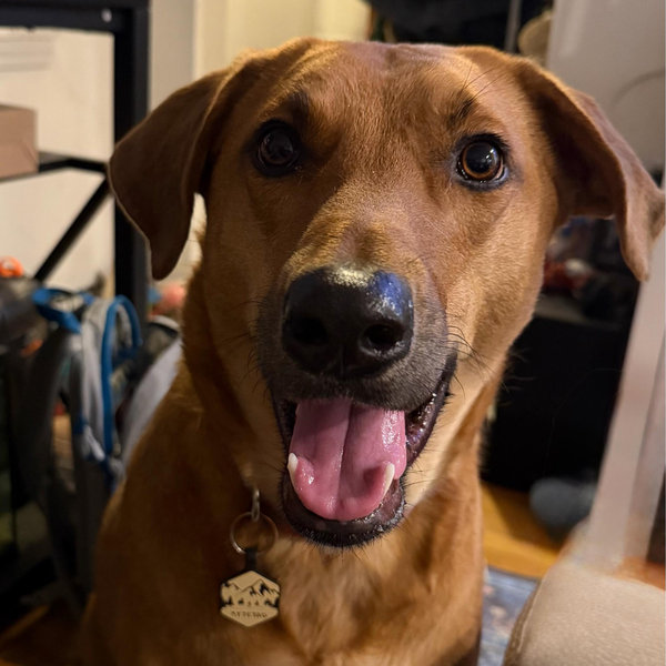 Pet Sitting For Our Honeymoon